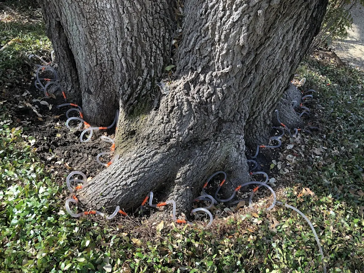 Detailed Tree Cabling and Bracing job site in Kennerdell