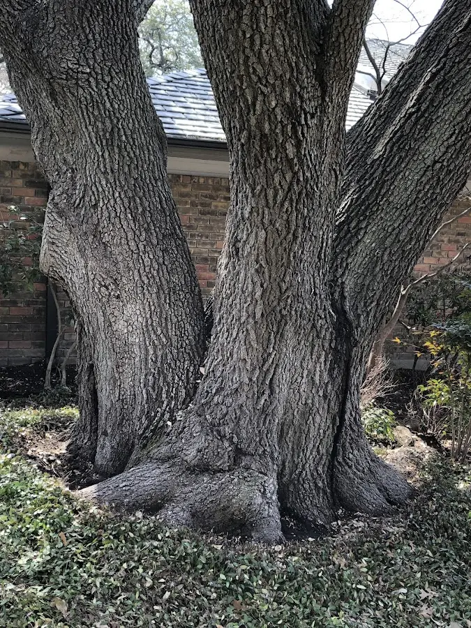 Mature heritage tree close to a Kennerdell property cared for by certified arborists